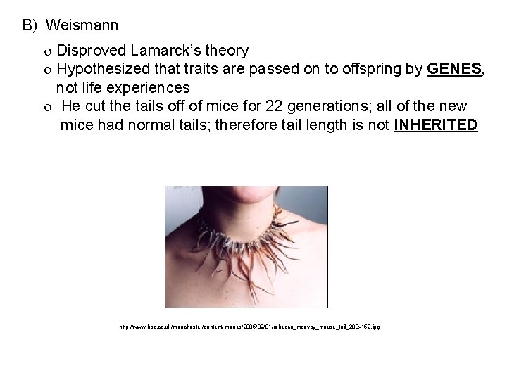 B) Weismann Disproved Lamarck’s theory Hypothesized that traits are passed on to offspring by