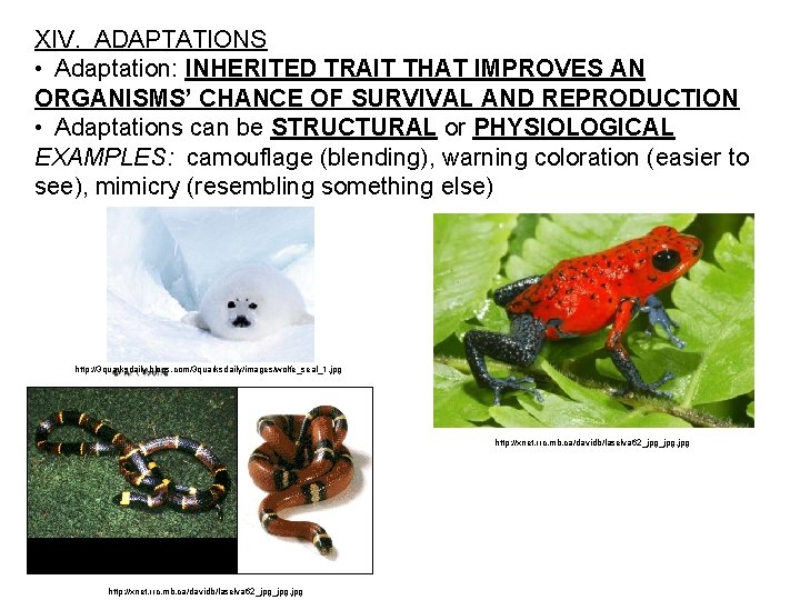 XIV. ADAPTATIONS • Adaptation: INHERITED TRAIT THAT IMPROVES AN ORGANISMS’ CHANCE OF SURVIVAL AND