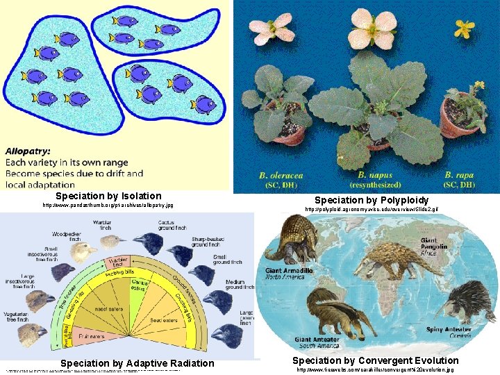 Speciation by Isolation http: //www. pandasthumb. org/pt-archives/allopatry. jpg Speciation by Adaptive Radiation http: //images.