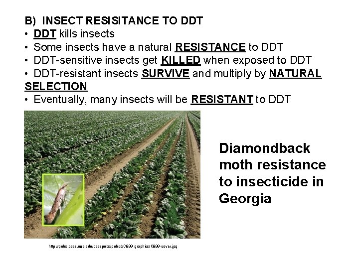 B) INSECT RESISITANCE TO DDT • DDT kills insects • Some insects have a