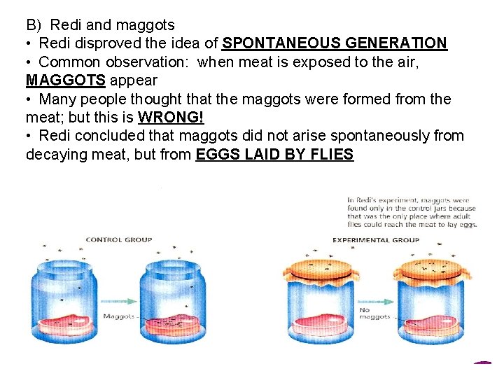 B) Redi and maggots • Redi disproved the idea of SPONTANEOUS GENERATION • Common