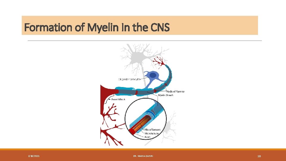 Formation of Myelin In the CNS 2/28/2021 DR. MARIA ZAHIRI 10 