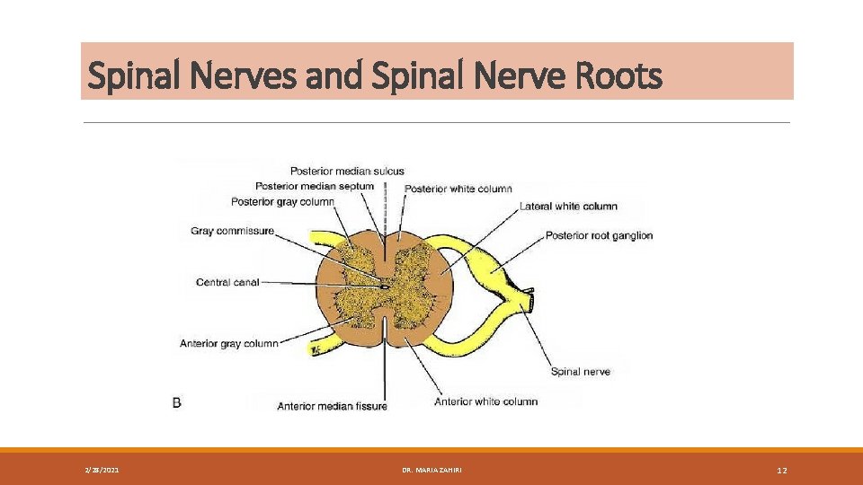 Spinal Nerves and Spinal Nerve Roots 2/28/2021 DR. MARIA ZAHIRI 12 