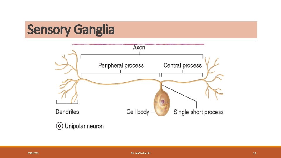 Sensory Ganglia 2/28/2021 DR. MARIA ZAHIRI 14 