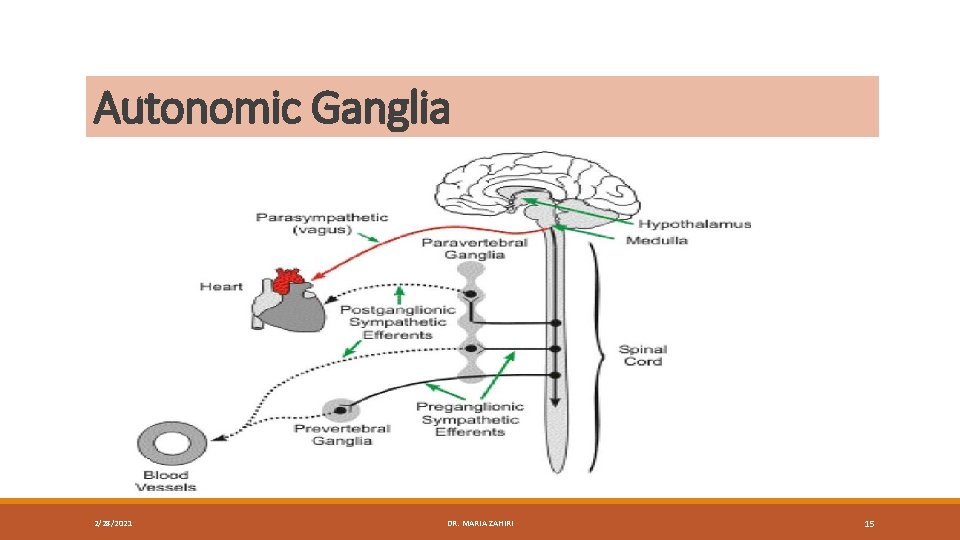 Autonomic Ganglia 2/28/2021 DR. MARIA ZAHIRI 15 