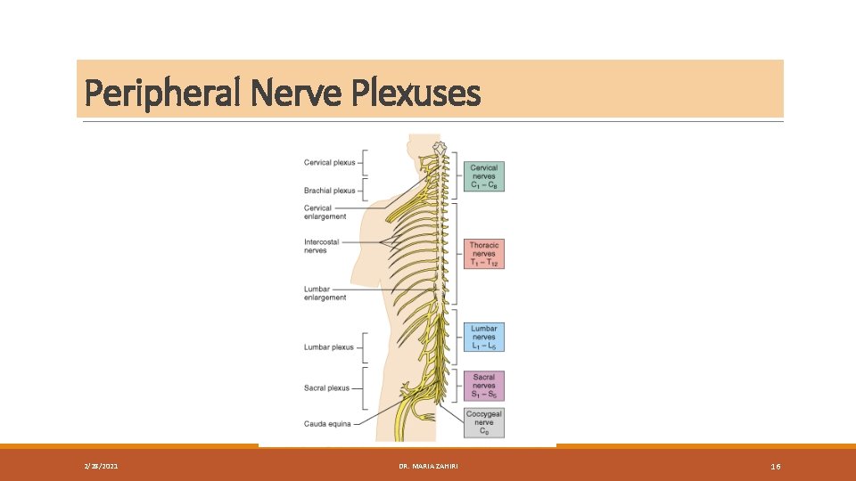 Peripheral Nerve Plexuses 2/28/2021 DR. MARIA ZAHIRI 16 