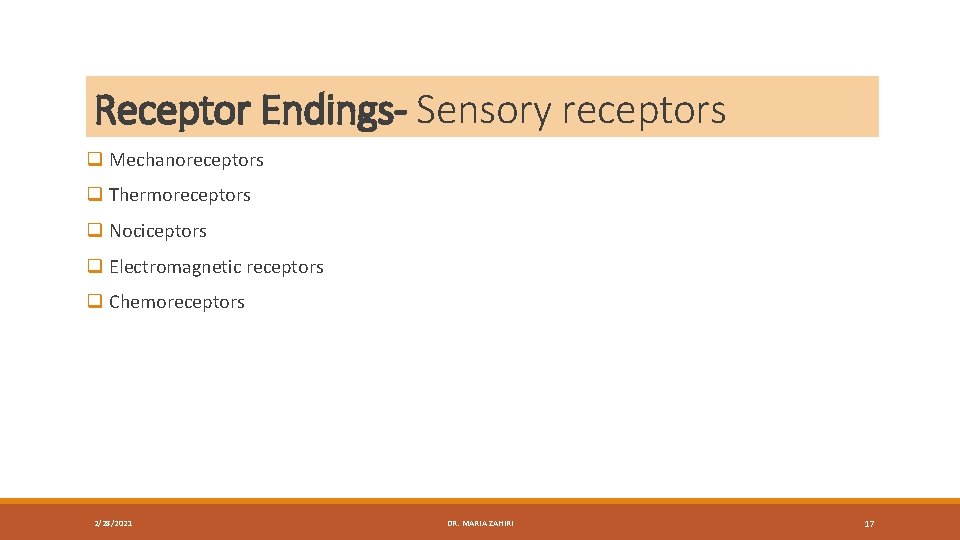 Receptor Endings- Sensory receptors q Mechanoreceptors q Thermoreceptors q Nociceptors q Electromagnetic receptors q