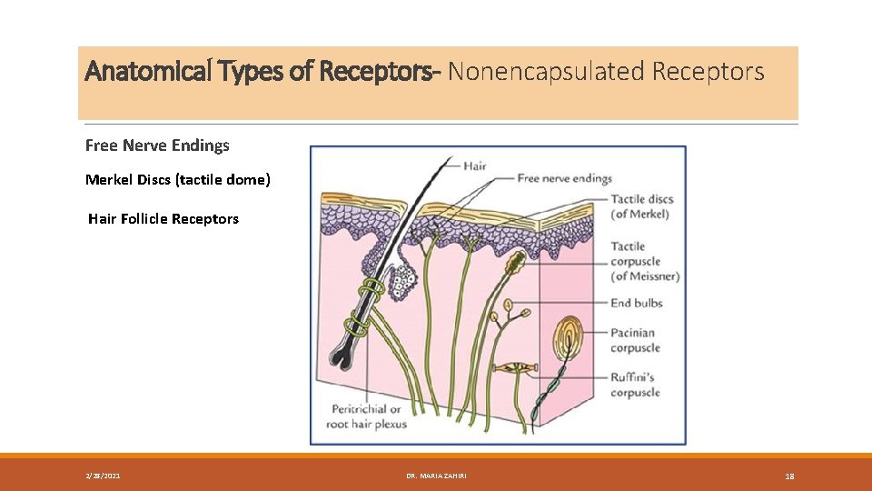 Anatomical Types of Receptors- Nonencapsulated Receptors Free Nerve Endings Merkel Discs (tactile dome) Hair