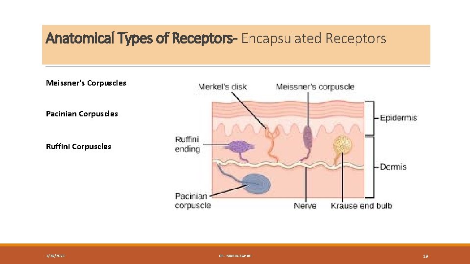 Anatomical Types of Receptors- Encapsulated Receptors Meissner's Corpuscles Pacinian Corpuscles Ruffini Corpuscles 2/28/2021 DR.
