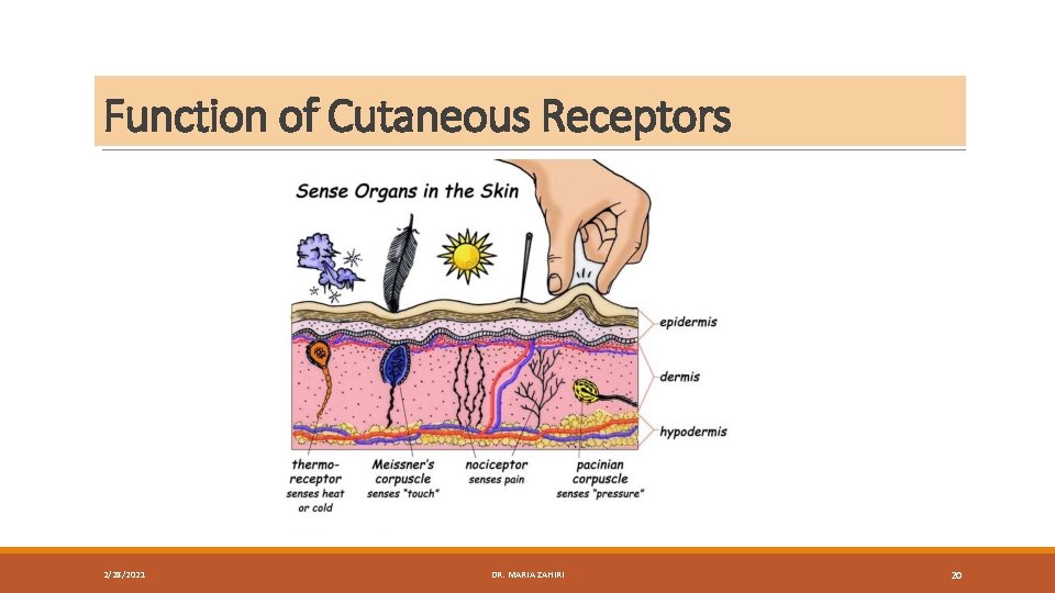 Function of Cutaneous Receptors 2/28/2021 DR. MARIA ZAHIRI 20 