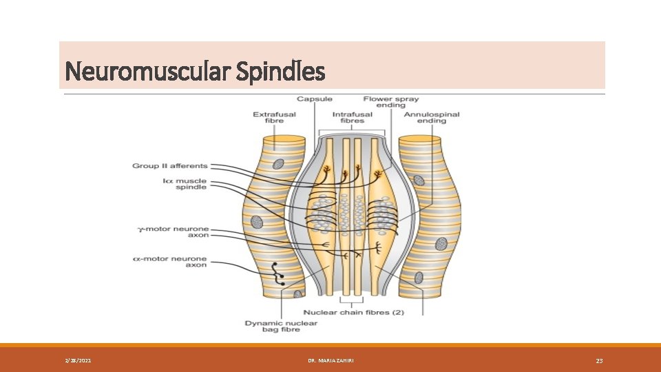Neuromuscular Spindles 2/28/2021 DR. MARIA ZAHIRI 23 