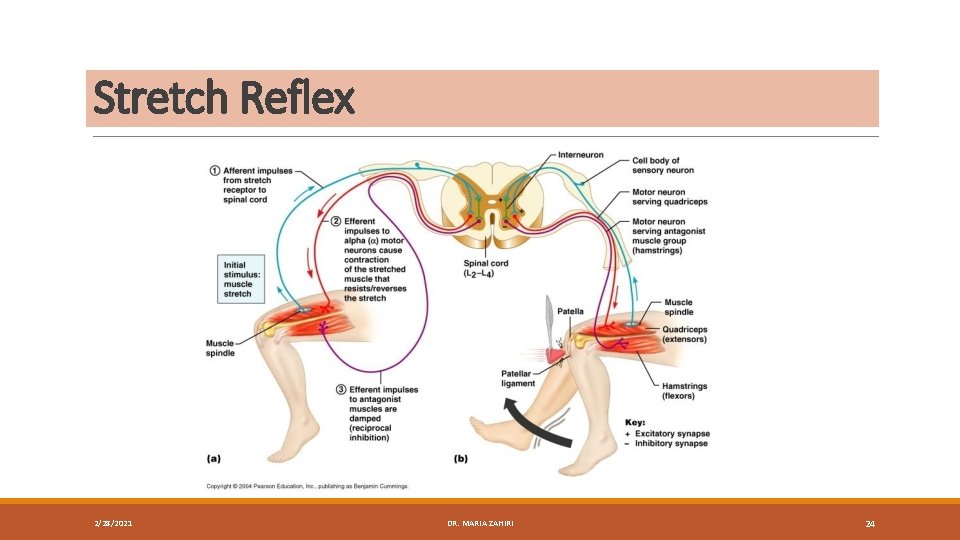 Stretch Reflex 2/28/2021 DR. MARIA ZAHIRI 24 