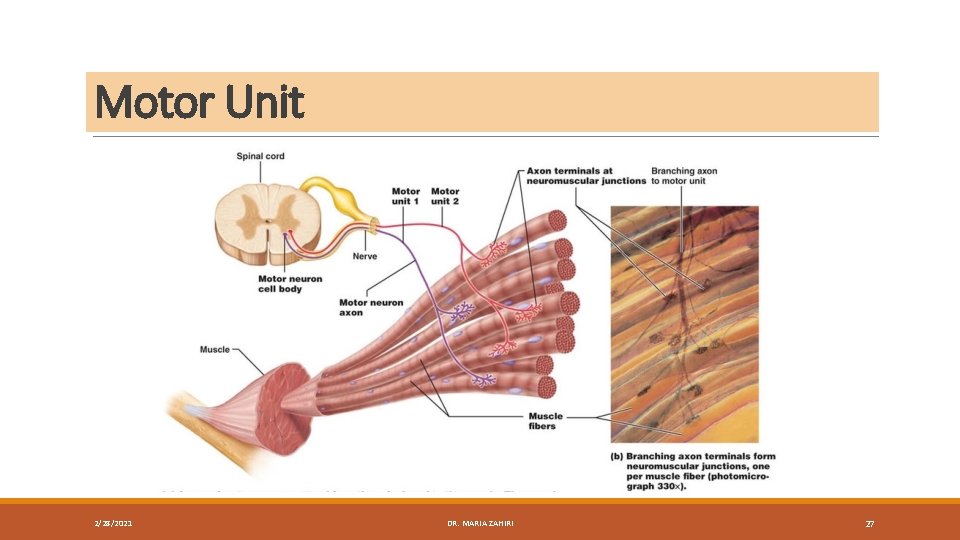 Motor Unit 2/28/2021 DR. MARIA ZAHIRI 27 