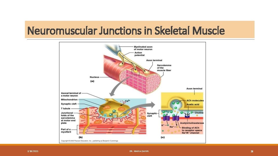 Neuromuscular Junctions in Skeletal Muscle 2/28/2021 DR. MARIA ZAHIRI 28 