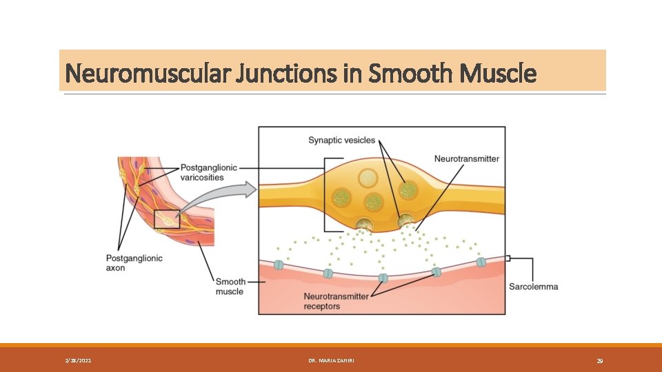 Neuromuscular Junctions in Smooth Muscle 2/28/2021 DR. MARIA ZAHIRI 29 
