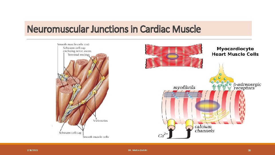 Neuromuscular Junctions in Cardiac Muscle 2/28/2021 DR. MARIA ZAHIRI 30 