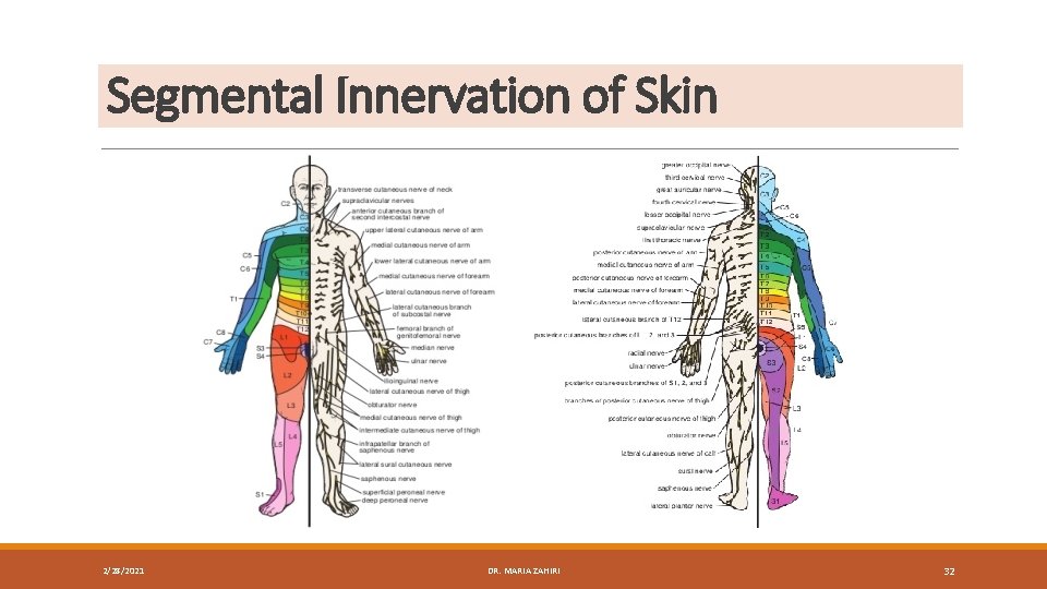 Segmental Innervation of Skin 2/28/2021 DR. MARIA ZAHIRI 32 
