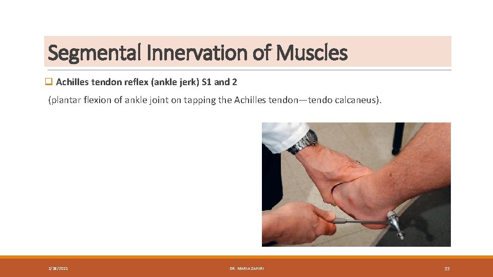 Segmental Innervation of Muscles q Achilles tendon reflex (ankle jerk) S 1 and 2
