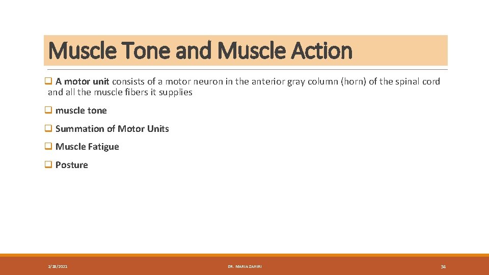 Muscle Tone and Muscle Action q A motor unit consists of a motor neuron