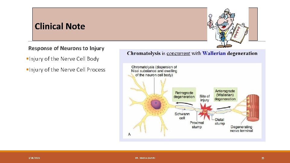 Clinical Note Response of Neurons to Injury §Injury of the Nerve Cell Body §Injury