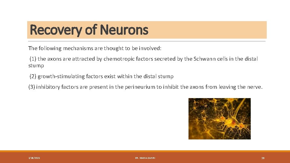 Recovery of Neurons The following mechanisms are thought to be involved: (1) the axons