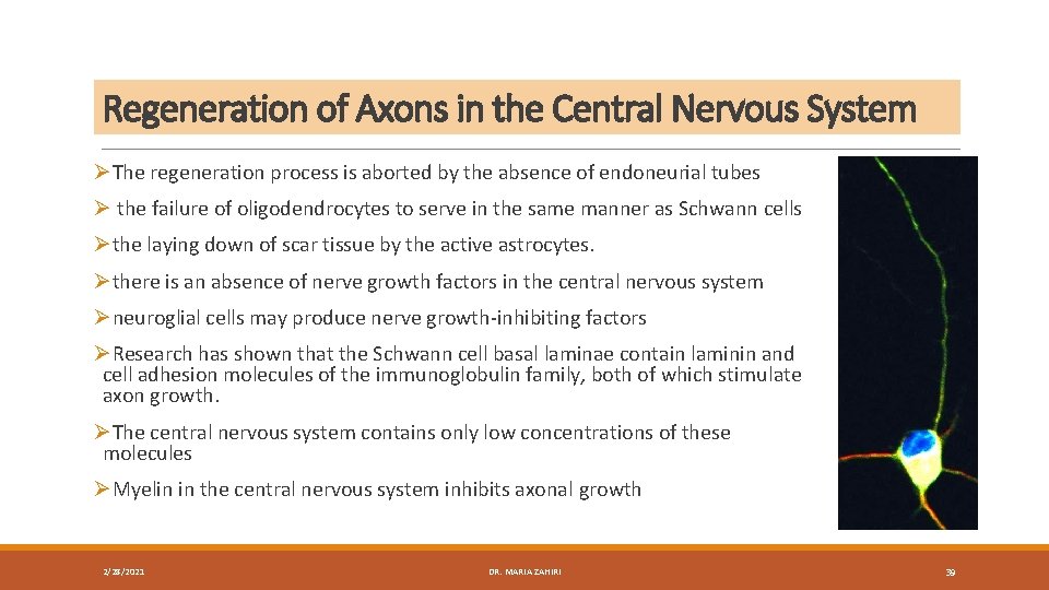 Regeneration of Axons in the Central Nervous System ØThe regeneration process is aborted by