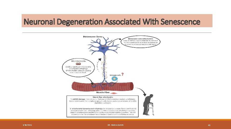 Neuronal Degeneration Associated With Senescence 2/28/2021 DR. MARIA ZAHIRI 41 