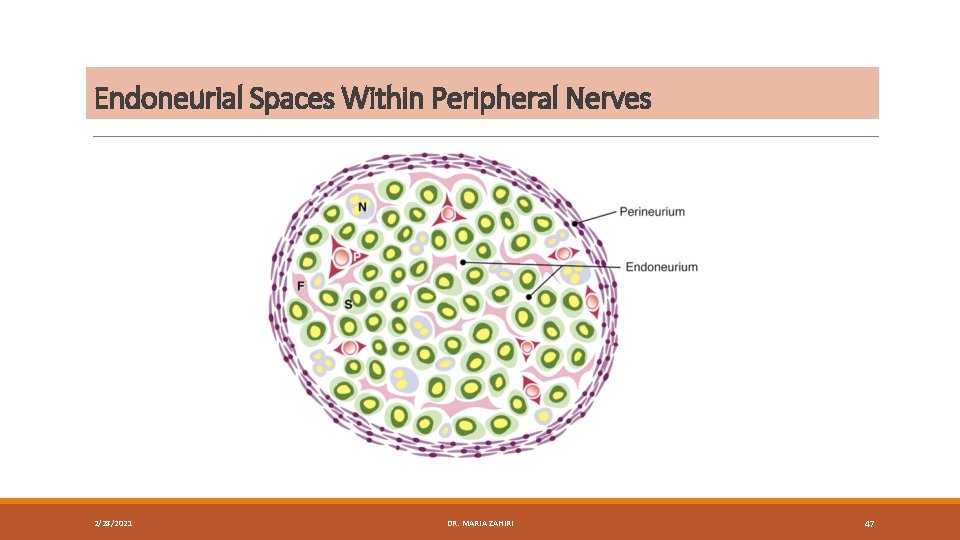 Endoneurial Spaces Within Peripheral Nerves 2/28/2021 DR. MARIA ZAHIRI 47 