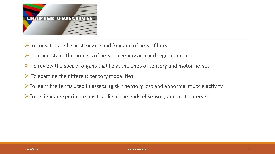 ØTo consider the basic structure and function of nerve fibers Ø To understand the