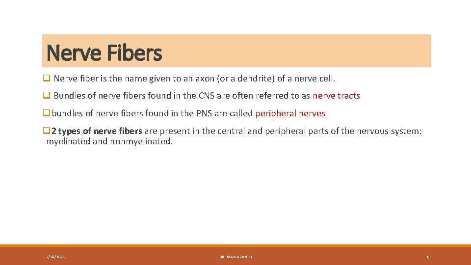 Nerve Fibers q Nerve fiber is the name given to an axon (or a