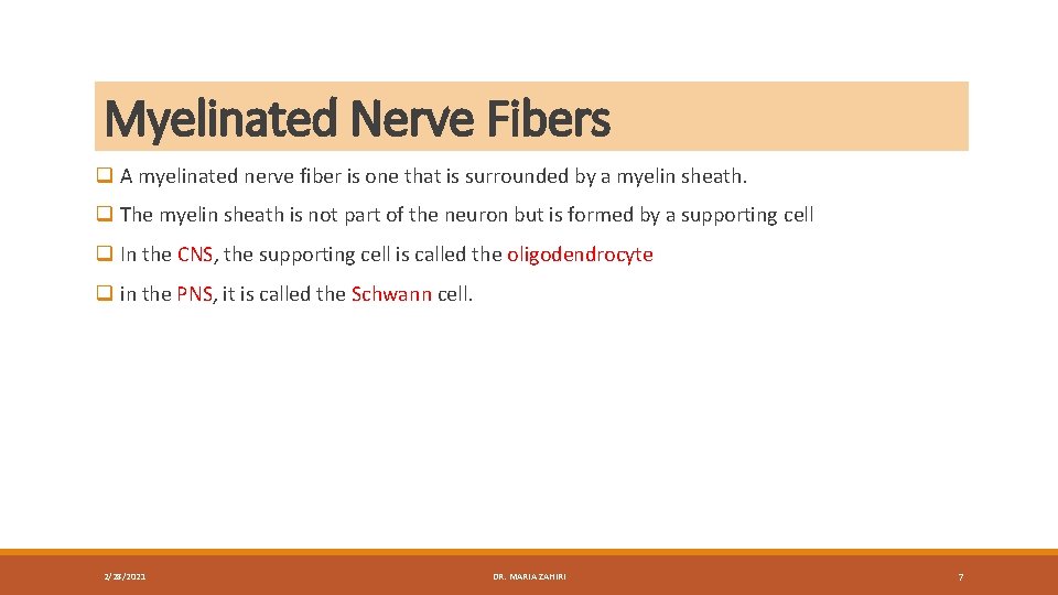 Myelinated Nerve Fibers q A myelinated nerve fiber is one that is surrounded by
