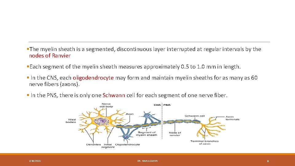 §The myelin sheath is a segmented, discontinuous layer interrupted at regular intervals by the