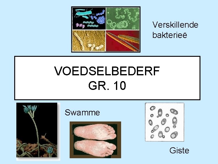 Verskillende bakterieë VOEDSELBEDERF GR. 10 Swamme Giste 