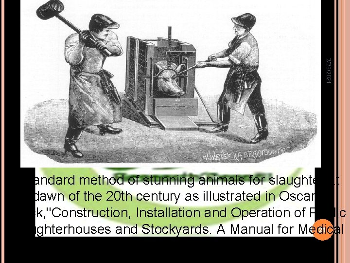 2/28/2021 A standard method of stunning animals for slaughter at the dawn of the