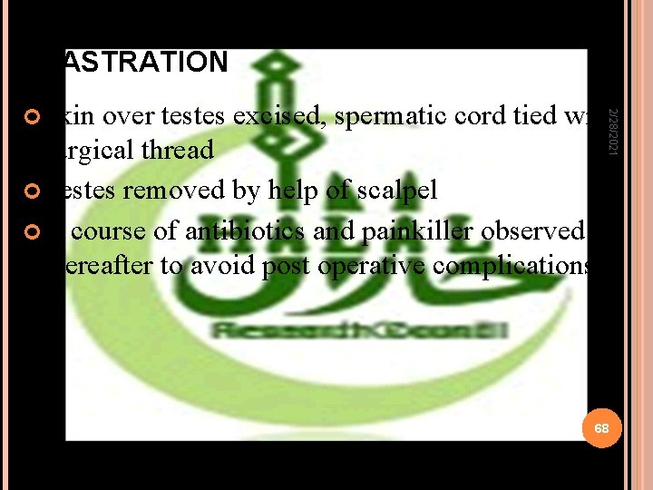 CASTRATION surgical thread Testes removed by help of scalpel A course of antibiotics and