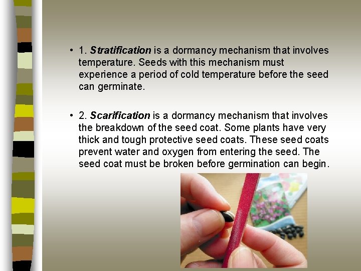  • 1. Stratification is a dormancy mechanism that involves temperature. Seeds with this