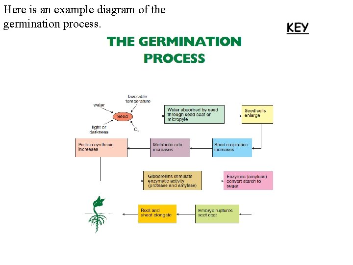 Here is an example diagram of the germination process. 