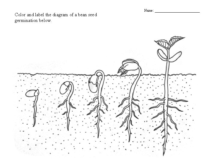 Color and label the diagram of a bean seed germination below. Name: _____________ 