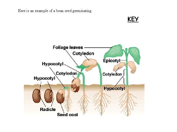 Here is an example of a bean seed germinating. 