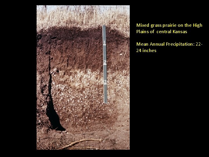 Mixed grass prairie on the High Plains of central Kansas Mean Annual Precipitation: 2224 Mixed grass prairie on the High Plains of central Kansas Mean Annual Precipitation: 2224