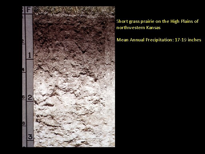 Short grass prairie on the High Plains of northwestern Kansas Mean Annual Precipitation: 17 Short grass prairie on the High Plains of northwestern Kansas Mean Annual Precipitation: 17