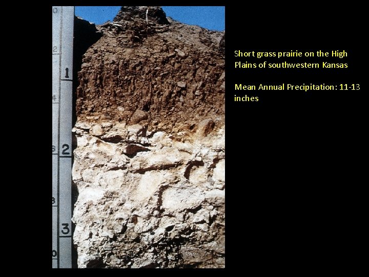Short grass prairie on the High Plains of southwestern Kansas Mean Annual Precipitation: 11 Short grass prairie on the High Plains of southwestern Kansas Mean Annual Precipitation: 11