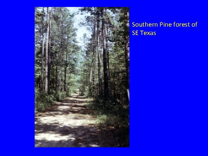 Southern Pine forest of SE Texas Southern Pine forest of SE Texas