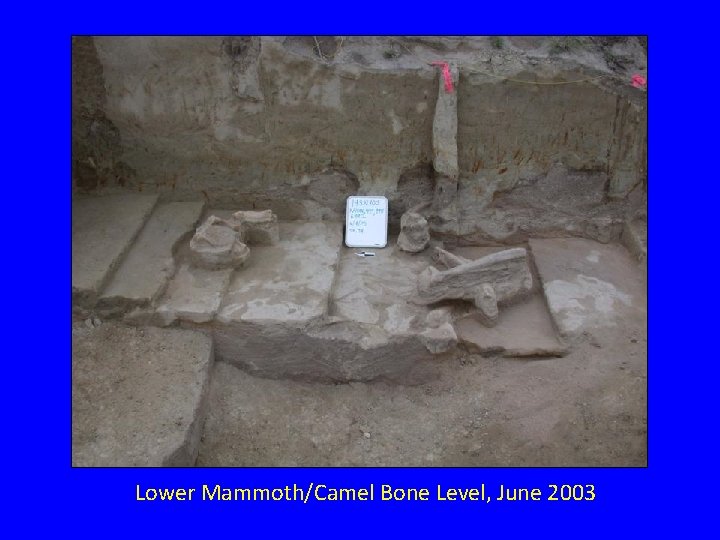 Lower Mammoth/Camel Bone Level, June 2003 Lower Mammoth/Camel Bone Level, June 2003