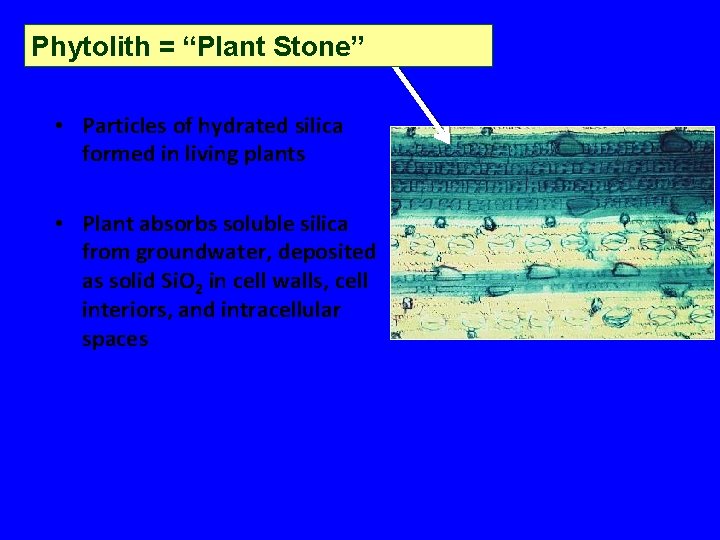 Phytolith = “Plant Stone” • Particles of hydrated silica formed in living plants • Phytolith = “Plant Stone” • Particles of hydrated silica formed in living plants •