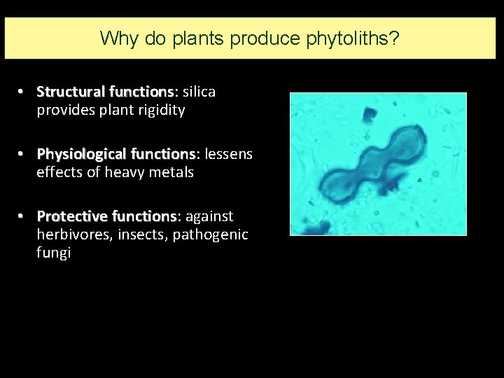 Why do plants produce phytoliths? • Structural functions: functions silica provides plant rigidity • Why do plants produce phytoliths? • Structural functions: functions silica provides plant rigidity •