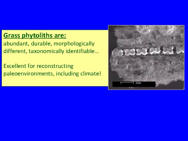 Grass phytoliths are: abundant, durable, morphologically different, taxonomically identifiable… Excellent for reconstructing paleoenvironments, including Grass phytoliths are: abundant, durable, morphologically different, taxonomically identifiable… Excellent for reconstructing paleoenvironments, including