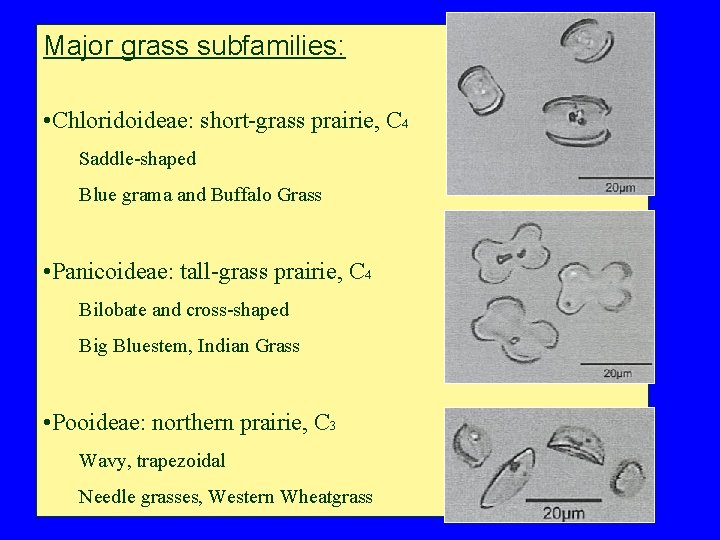 Major grass subfamilies: • Chloridoideae: short-grass prairie, C 4 Saddle-shaped Blue grama and Buffalo Major grass subfamilies: • Chloridoideae: short-grass prairie, C 4 Saddle-shaped Blue grama and Buffalo