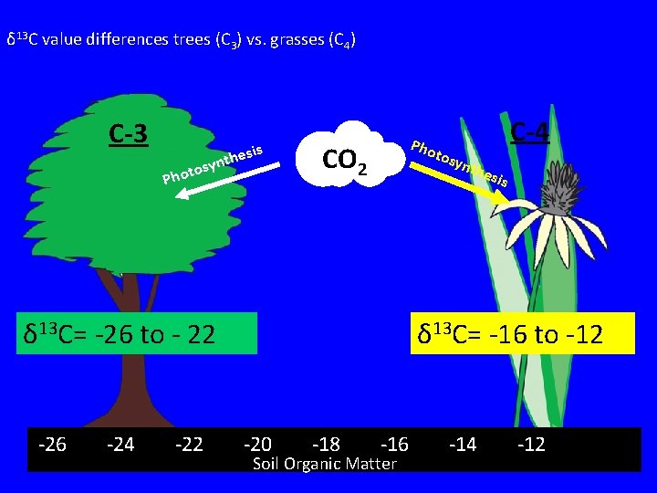 δ 13 C value differences trees (C 3) vs. grasses (C 4) C-3 o δ 13 C value differences trees (C 3) vs. grasses (C 4) C-3 o