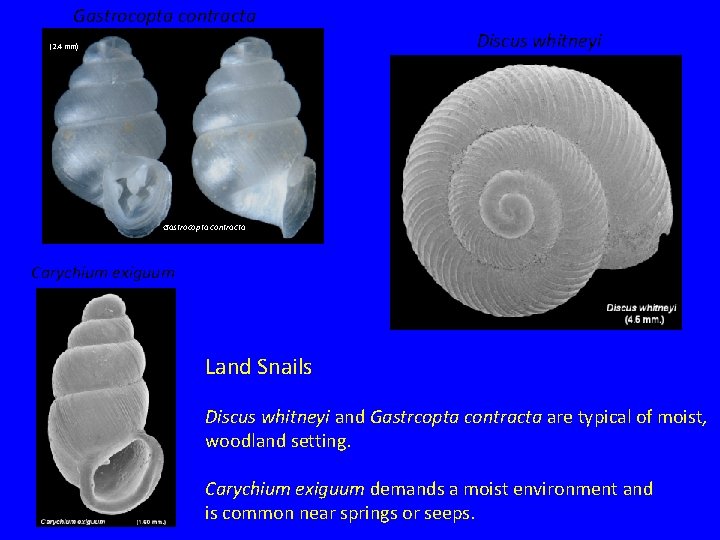Gastrocopta contracta Discus whitneyi (2. 4 mm) Gastrocopta contracta Carychium exiguum Land Snails Discus Gastrocopta contracta Discus whitneyi (2. 4 mm) Gastrocopta contracta Carychium exiguum Land Snails Discus